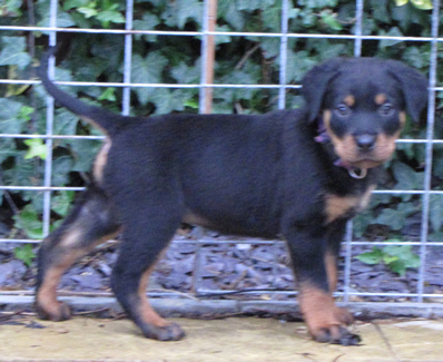 Electra Pup